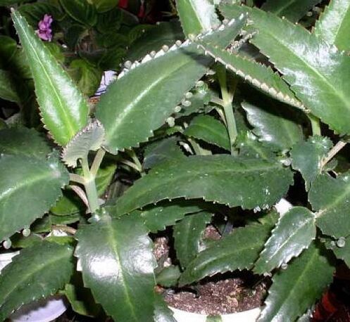 Kalanchoe leaves are used as a compress to treat papillomas