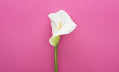 How dangerous the papilloma virus is