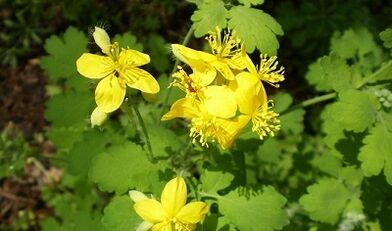 Celandine rules from warts