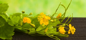 Clean flowers