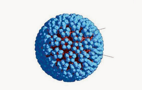 3D model of HPV virus