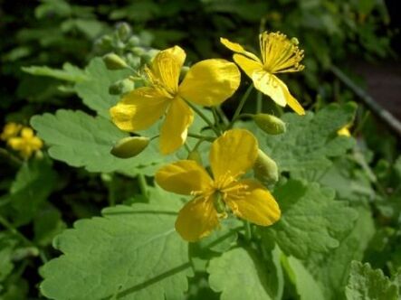 Celandine grass flowers treat warts