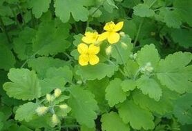 Celandine treats warts